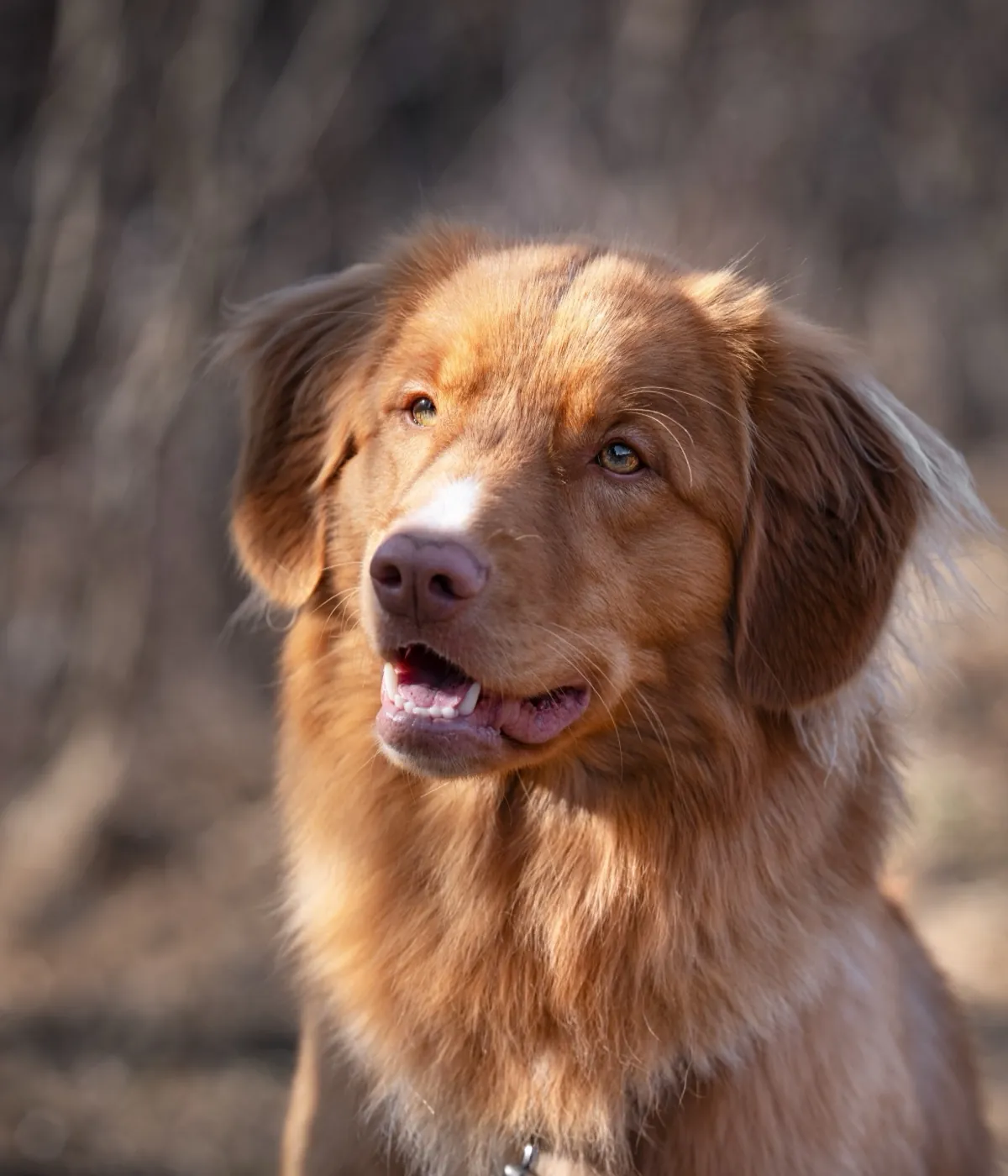 Lenny, zertifizierter Bettwanzenspürhund von Cimefox – Porträt
