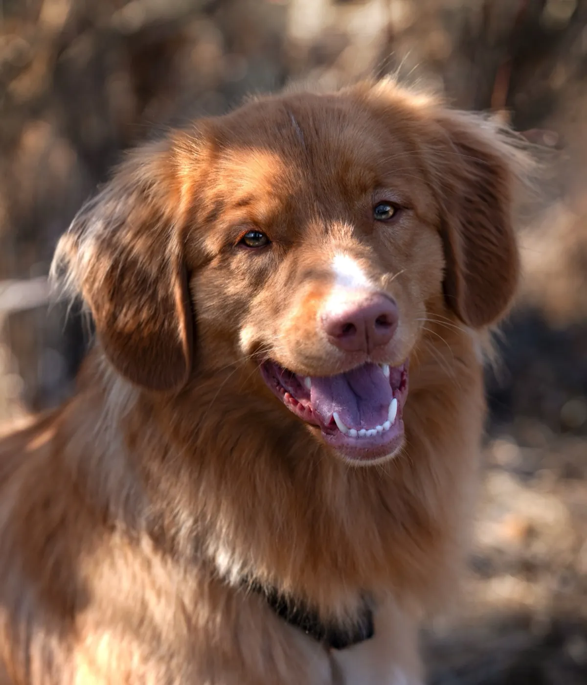 Lenny, Bettwanzenspürhund von Cimefox – Nahaufnahme